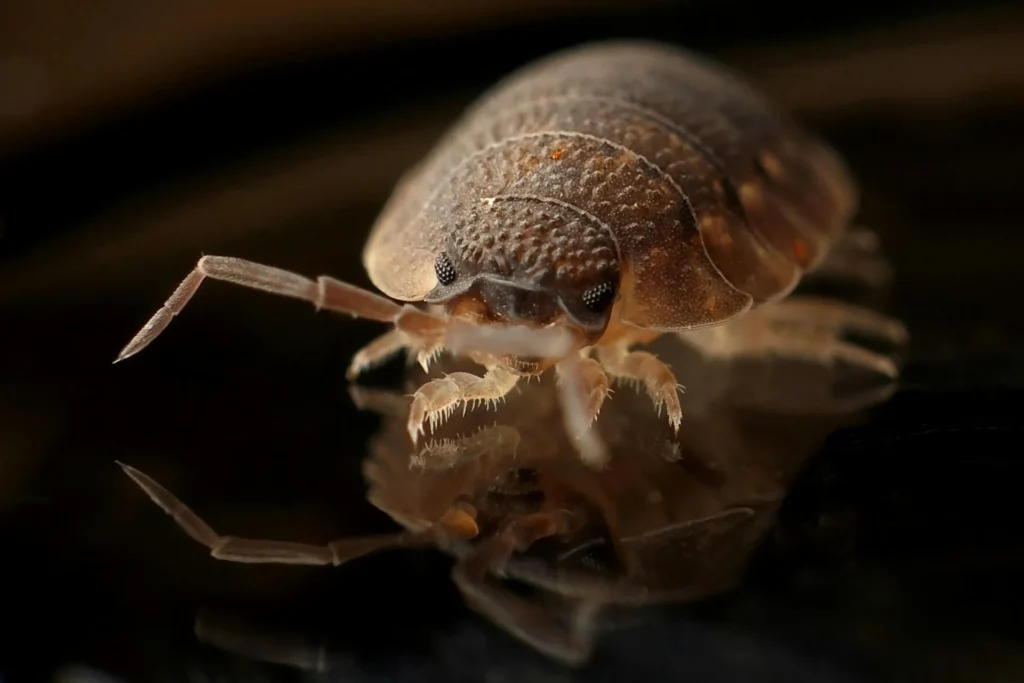 Bed-Bug-Treatment - Peekskill Pest Control Pros | Peekskill, NY | 914-266-8386